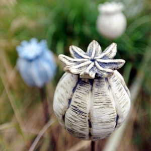Close up of a Tiny Seed head