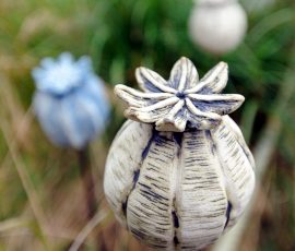 Close up of a Tiny Seed head