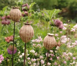 Extra Large Seed heads