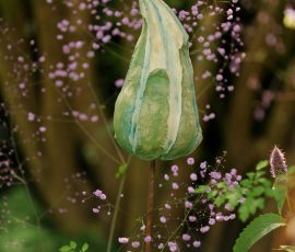 Hibiscus Pod