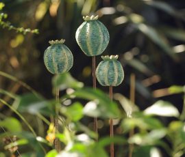 Medium Seed heads 1