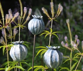 Medium Seed heads 2
