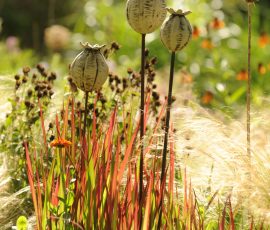Small Seed heads