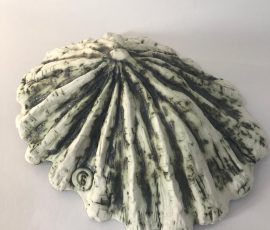 Limpet Shell